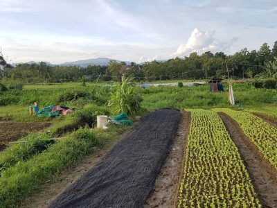 Selling vacant land in Na Deui village